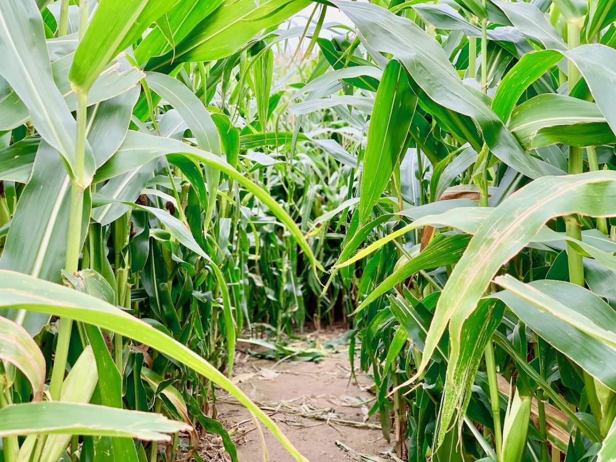 Maislabyrinth Buxtehude