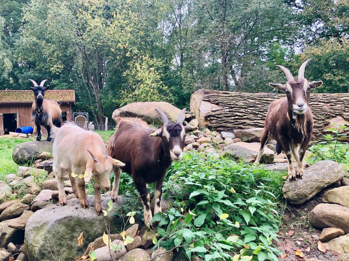 Matthies Rollrasen Ziegen