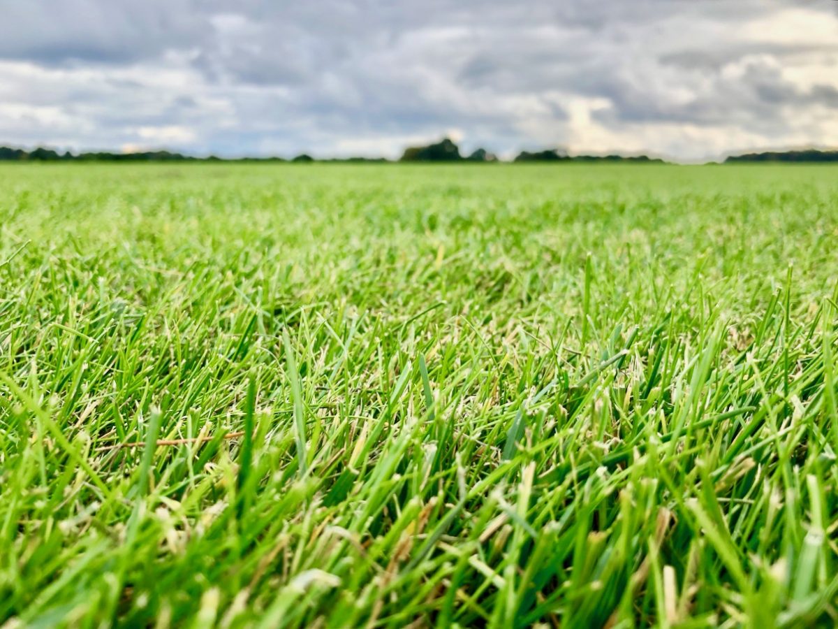 Rollrasen so weit das Auge reicht