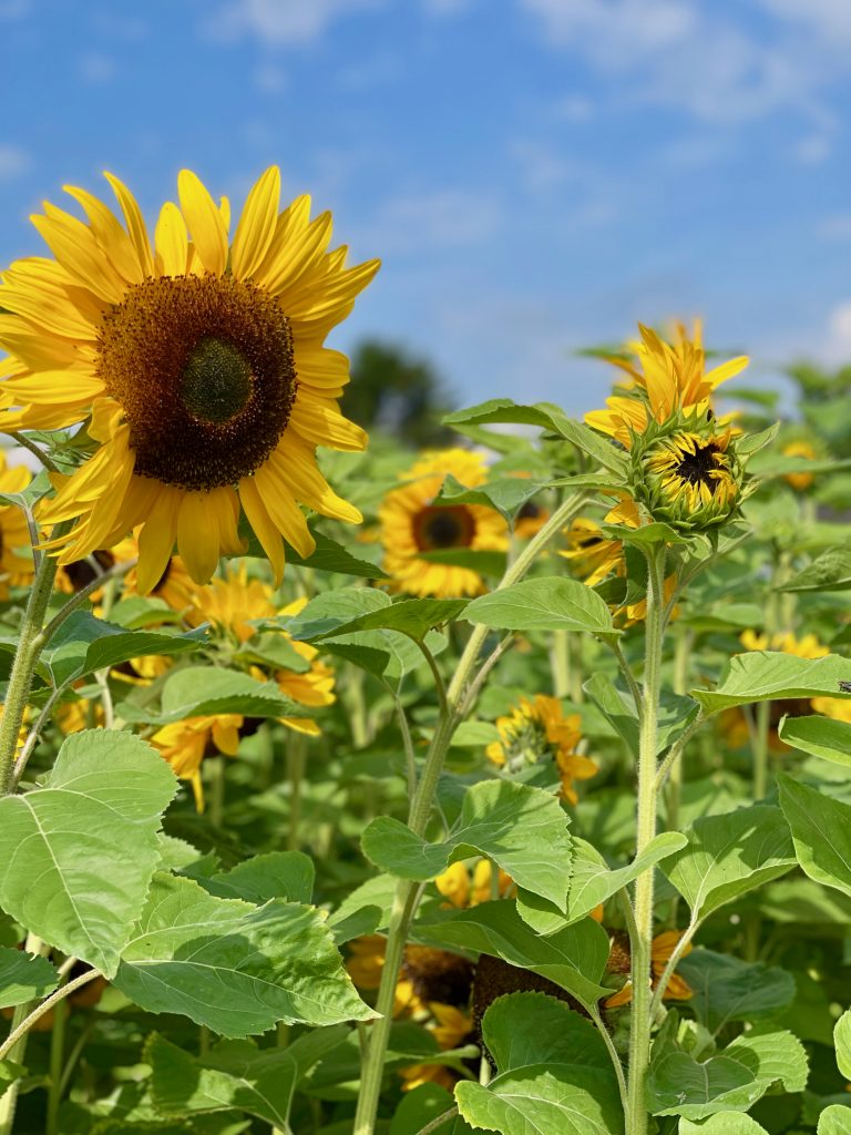 Sonnenblumen 